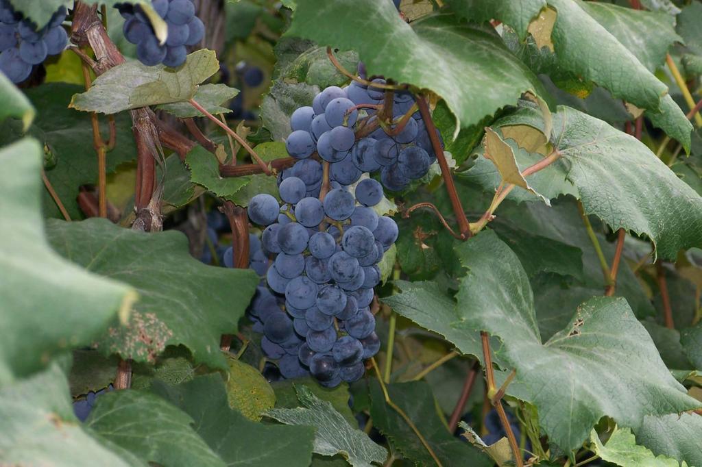 Concord Fruit Thinning: Using Vine Biology and