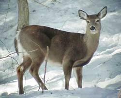 Animals Low-lying swampy areas When you see a deer, there are usually many more to