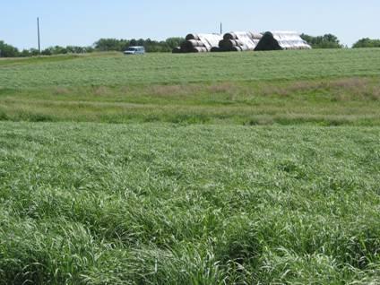 Switchgrass is Protective of the In the first 5-years: C storage at Douglas, NE: 0.44 tons/acre/year in the top 12 1.