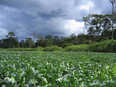 Soybean plantations: 12 GHG emissions Direct GHG emissions from: fertilizer application biological nitrogen fixation (N 2 O) Direct and indirect N 2 O emissions (IPCC