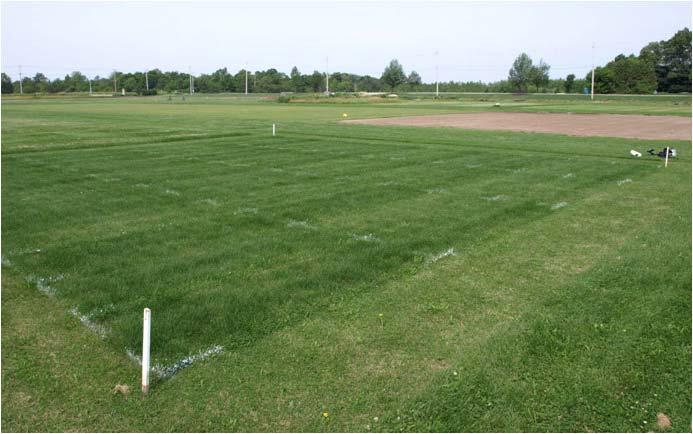 The objective of this research project was to quantify turf response to a one-time application of urea-based fertilizers on Kentucky bluegrass turf on a soil rootzone.