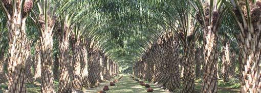 2 What is palm oil? Oil Palm Palm oil is an edible vegetable oil produced from the fruits of single-stemmed oil palms. The plants can grow 20 meters tall, with leaves up to 5 meters long.