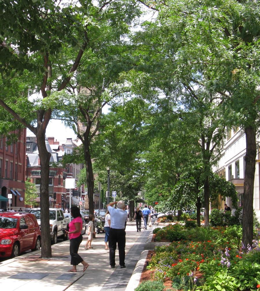 Complete Streets Vision Multi-modal Green Street Trees