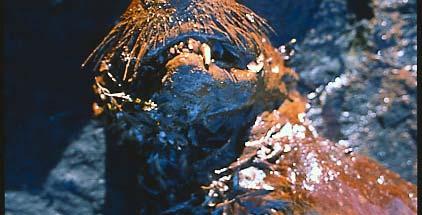 Exxon Valdez Oil