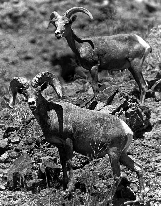 Bighorn Sheep (Ovis canadensis) Natural History Arizona s bighorn sheep population, consisting of both Rocky Mountain and desert subspecies, is currently estimated at about 5,000 animals a severe