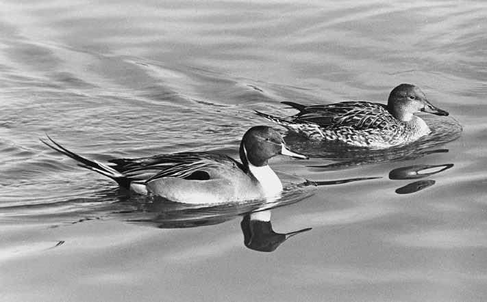 Waterfowl Drakes Natural History Arizona s waterfowl can be grouped into two general classes ducks, geese, and coots that nest in the state, and those that merely winter here or migrate through.