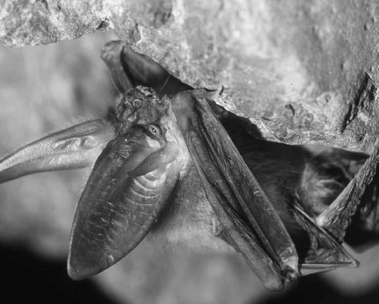 bat tends to hunt high over water or in the tree canopy.