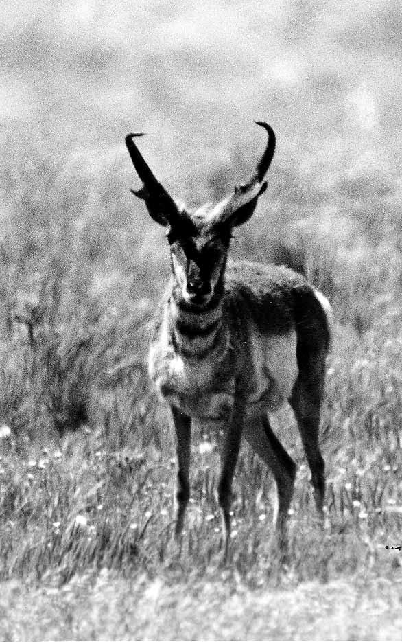 Pronghorn Antelope (Antilocapra americana) Natural History Pronghorn antelope are native to the prairies of North America.