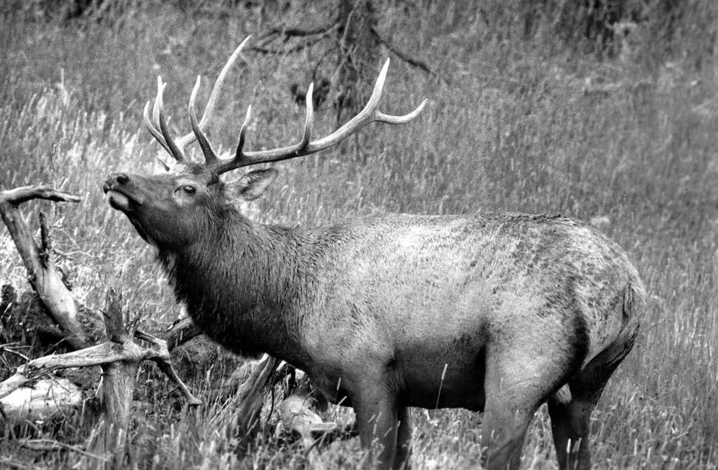 Elk (Cervus elaphus) Natural History Elk were at one time thinly distributed in Arizona from the White and Blue mountains westward along the Mogollon Rim to near the San Francisco Peaks.