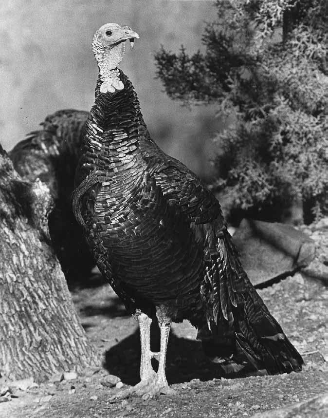 Turkey (Meleagris gallopavo) Natural History Arizona has two native subspecies of turkeys, Merriam s and Gould s. The Merriam s race of wild turkey (M. g. merriami) is found throughout the western United States, primarily in the ponderosa pine forests of Colorado, New Mexico, and northern Arizona.
