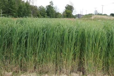 --Miscanthus --Corn stover Switchgrass is