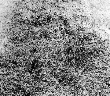 Windrow Types. Leaning Crops: The direction of cut was important when windrowing lodged or leaning grain crops.