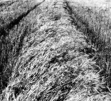 FIGURE 6. Wheat (0.9 t/ha).