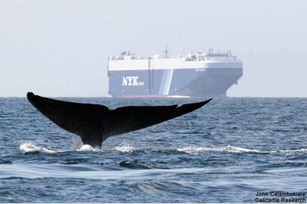 Marine Shipping Solutions Group: Whale Researcher Potential for common ground: