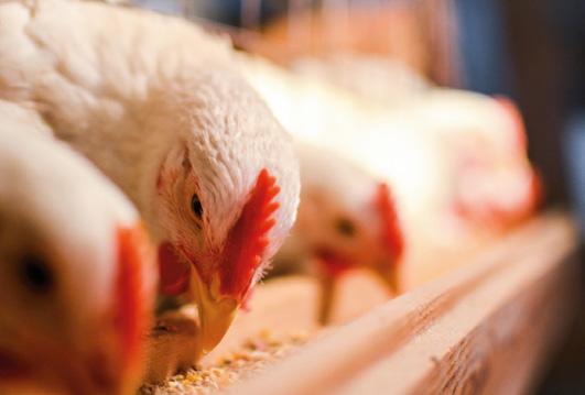 EVONIK A PARTNER YOU CAN DEPEND ON Experience Evonik has been solving the caking and lumping problems of powdered animal feed producers for many decades.