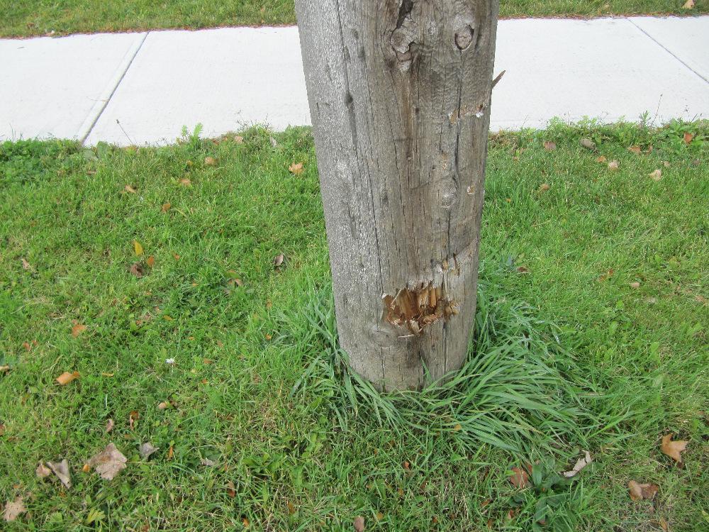 Figure 3: Evidence of a minor impact to a nearby