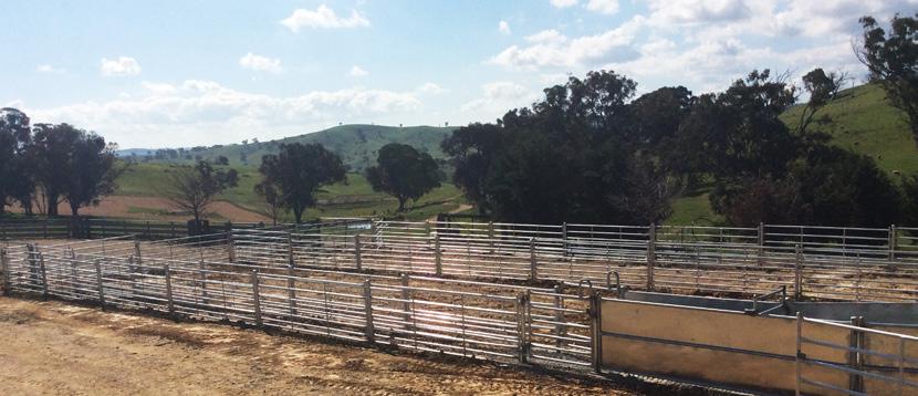 Cattle Yard Gates Galvanised construction Robust construction Animal