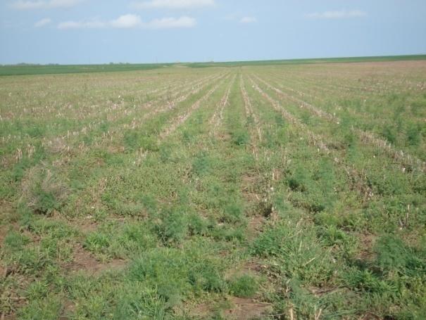 Horseweed Control Demonstrations, Tillman and Washita Counties (cont.