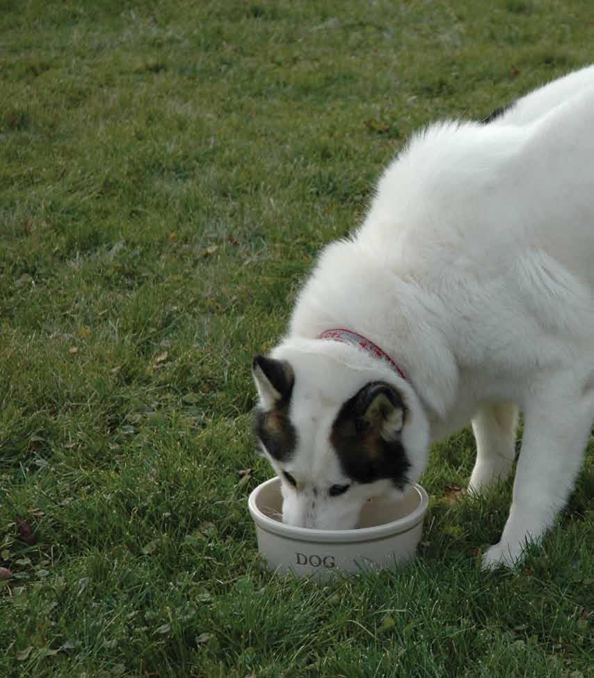 Pet Feeders Dogs love eating and drinking from our bowls! 14A 14B 14A 9 DOG Feeder.