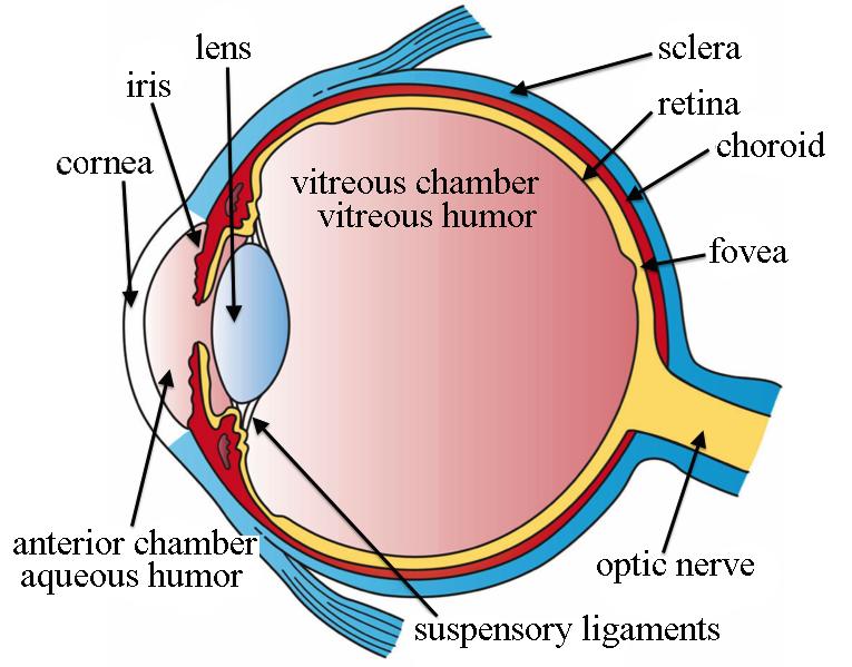 Human Eye Cornea: RR 1 + 7.8 mmmm RR 2 +6.4 mmmm nn 1.376 tt +0.6 mmmm Double, positive lens Iris controls amount of collected light (pupil size 2-8 mm in diameter) Retina: thin layer (0.1-0.