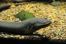 7 LET S LEARN ABOUT... ELECTRIC ANIMALS Try to predict the correct answer. A. THE ELECTRIC EEL 1. Grows to A. More than 1 meter. B. Less than 1 meter. My prediction WAS RIGHT WASN T RIGHT 2.