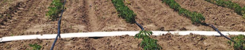 NETAFIM FLEXIBLE PIPES INNOVATIVE MAINLINE AND SUB-MAINLINE PIPING SOLUTIONS THAT ARE EASY TO INSTALL, RECOIL AND RELOCATE APPLICATIONS For seasonal crop: Sub main for all drip irrigation and
