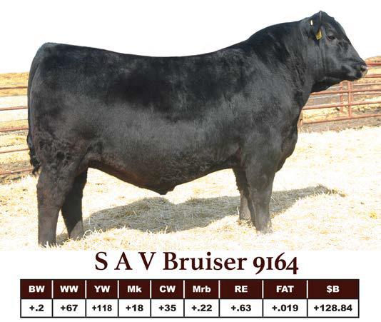 13 sons sell SAV BRUISER 9164 FEATURED SIRES Bruiser is the # 1 sire for Total Profit and Feed Efficiency as measured through the Angus Sire Alliance test.