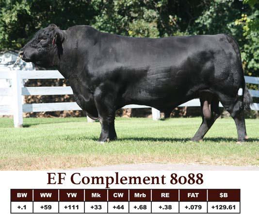 19 sons sell EF Complement 8088 Complement is highly proven and a favorite of ours for the females he produces Calving ease, docile, and breed leading growth in a