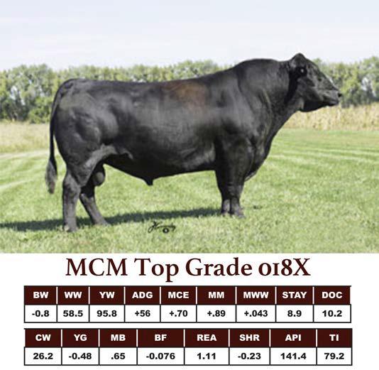 Top Grade is known for his female making ability within the SimAngus breed.his calves are modest birth weight with excellent growth and carcass quality.