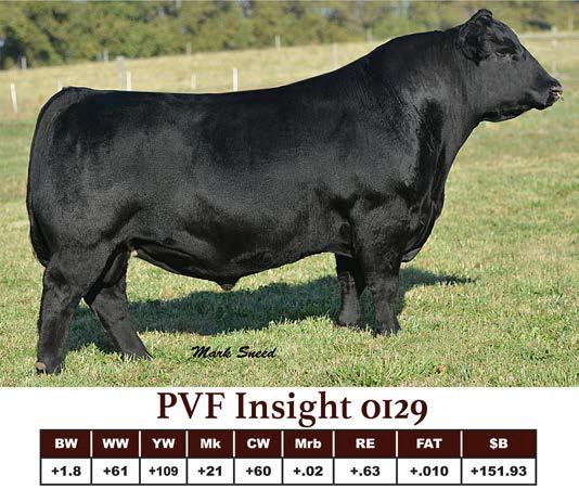 14 sons sell PVF Insight 0129 Insight is well known in the industry for producing moderate birth weight calves with exceptional growth and eye appeal.