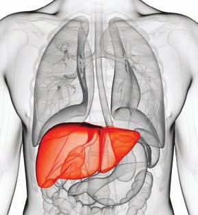 it helps the body fight infections, clean toxins (poisons) from the blood, digest food and more The more damage there is, the harder it is for the liver to do its job and people can become very sick