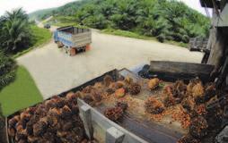 Kilang kelapa sawit di Sabang Kos-kos kendalian juga terjejas oleh pelarasan inflasi yang timbul daripada kenaikan harga minyak bahan api sebelum ini.