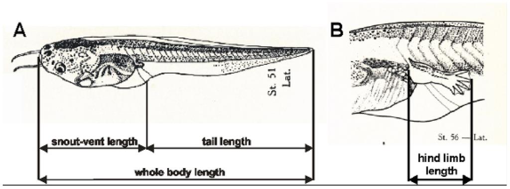 D039048/03 Slika 2: (A) Vrste meritev dolžine telesa in (B) meritve zadnjega kraka pri paglavcih X. laevis (1) Histologija ščitnične žleze 39.