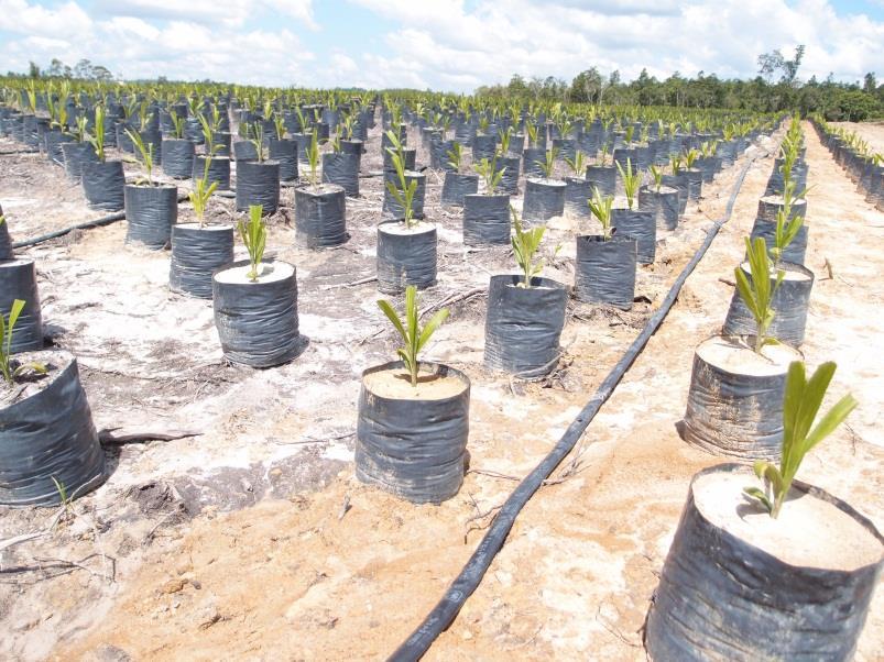 Prospect Palm Oil Plantations - Indonesia With current landbank of approximately 32,000 ha in Central Kalimantan, Indonesia aggressive plantation development has commenced since first half of 2013