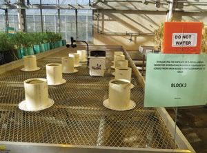 GREENHOUSE TRIALS AMMONIA VOLATILIZATION FROM UREA treated with ARM U compared with two competitor products 3 rd party Research conducted by University of Manitoba and University of Winnipeg Daily