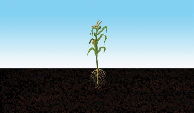 INTRODUCTION Nitrogen is essential for plant life and growth and is therefore a component of many fertilizers.