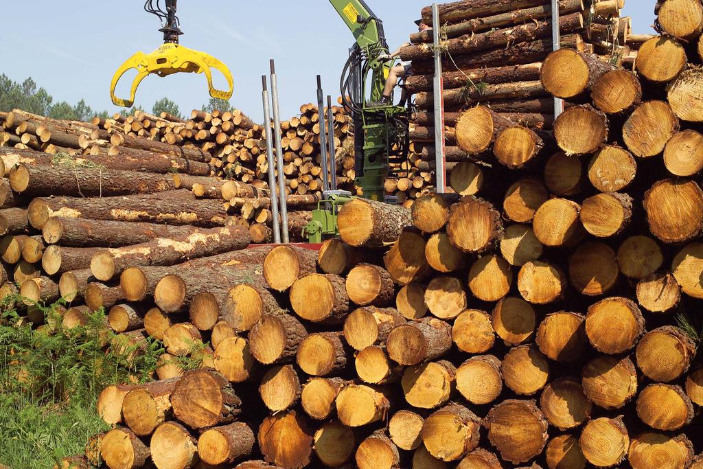 raw timber using heavy truck