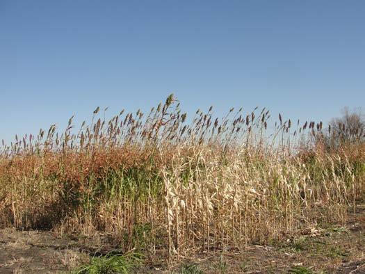 saline soils than corn Available reduced lignin hybrids,