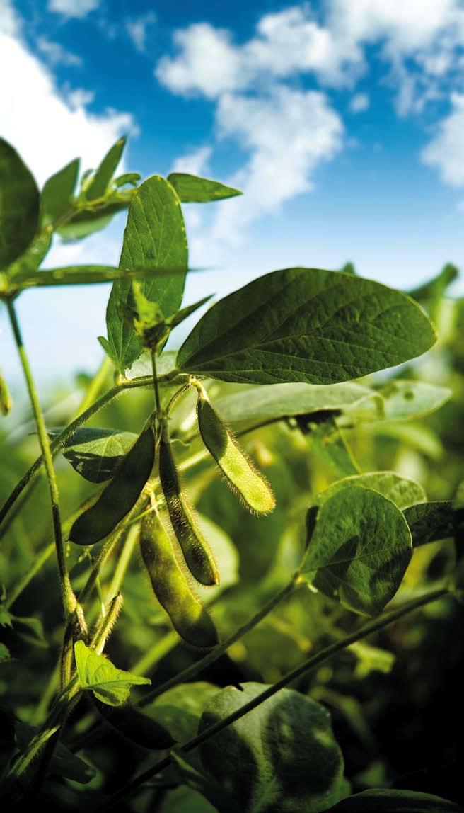 Much of the biodiesel produced in the U.S. comes from soybeans. BQ-9000 is a National Biodiesel Accreditation Program for the certification of producers and marketers of biodiesel fuel in the U.S. and Canada.