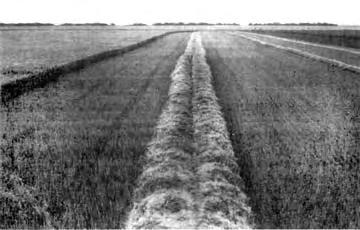 Delivery to the right end often produced an offset windrow with less material on the right side, formed by the right divider draper (FIGURE 7).