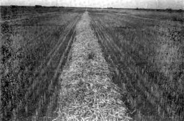 Side-by-side double windrows formed with alternating end delivery varied from 5 to 10 ft (1.5 to 3.0 m) wide.