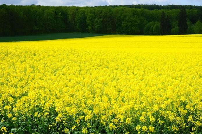 of canola or rapeseed that grows on a seasonal basis (upper right picture), A field of