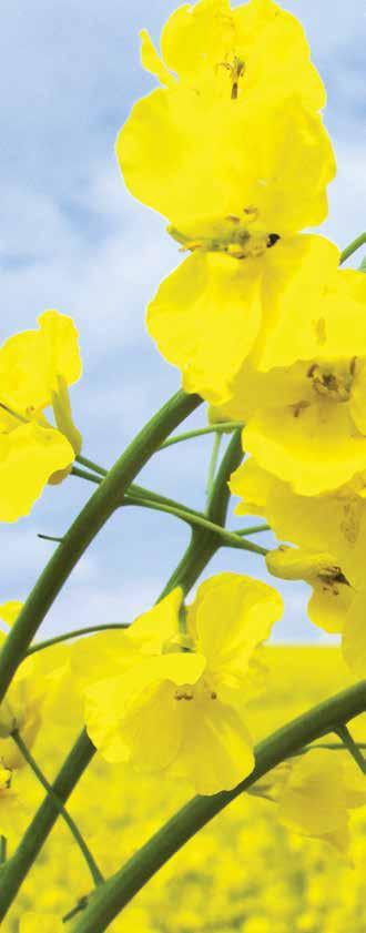 THE NEXT GENERATION IN VARIETY EVALUATION. Canola Performance Trials (CPT) represent the next generation in variety evaluation for Western Canadian canola growers.