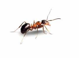 Imagine an ant but with legs nearly 1,000 times stronger How a Piezo LEGS motor works A Piezo LEGS motor is a direct acting, one piece walking machine whose legs can be elongated and bent sideways.