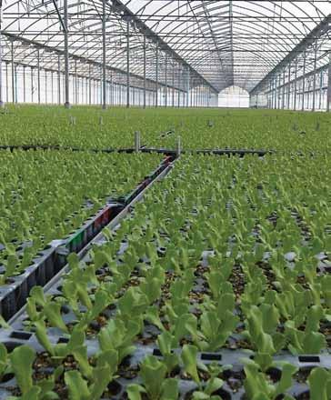 PROPAGATION SYSTEMS TECHNICAL DATA High pressure Super LPD Recommended working pressure: 4.0 Droplet size average - 55 micron (at 4.
