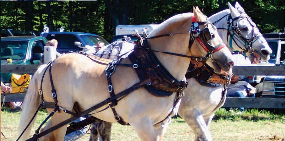 DEPARTMENT 47 Horse Pulling Superintendent: Sue Smith All participants must show proof of insurance at check-in. Operated under Eastern Draft Horse Association Rules. Rules will be strictly enforced.
