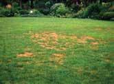 Combine the green grass clippings with plenty of brown material, such as dried leaves for the best results in the