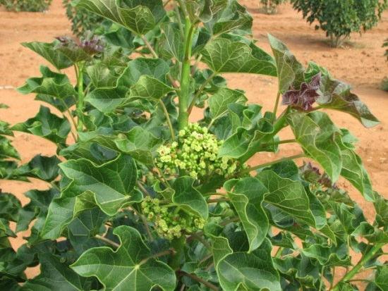 2.2. Drought resistance/global warming mitigation 2.2.1. Jatropha is perennial (50 yrs+) in a drought year little expansion but still nuts. 2.2.2. Years with high rainfall can build up for later drought year.
