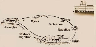 The Environmental Aspects of the Ballast Water Convention on Marine Environment 67 Prawn Life Cycle Figure 3 Clam Life Cycle Clam and prawn life cycles showing examples of planktonic stages that can