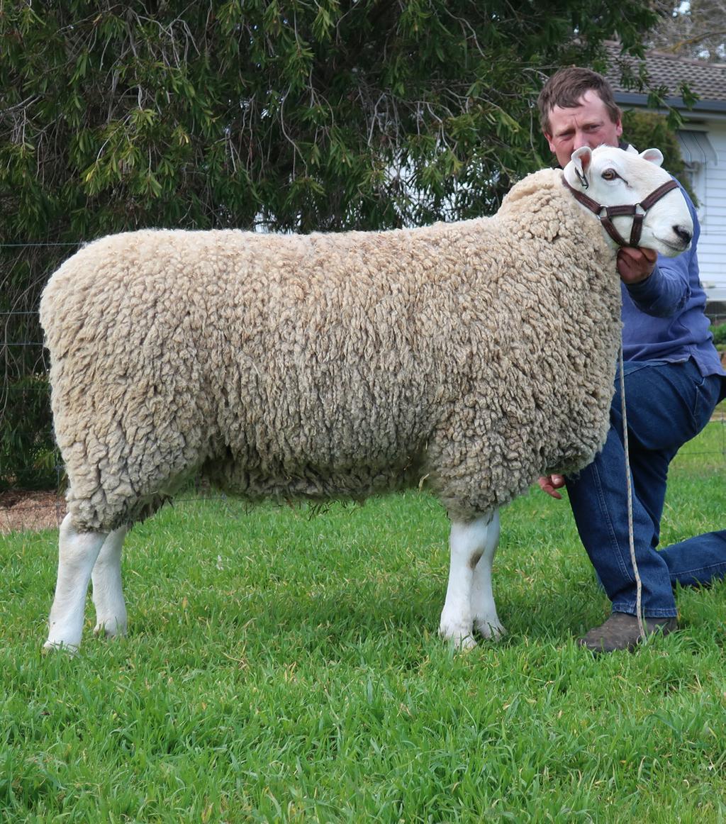 Adelaide Show 2017 Sired by Johnos Aroura 210/14 and out of an